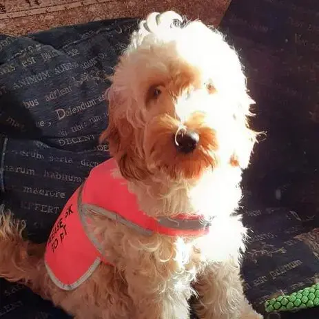 Cockapoo