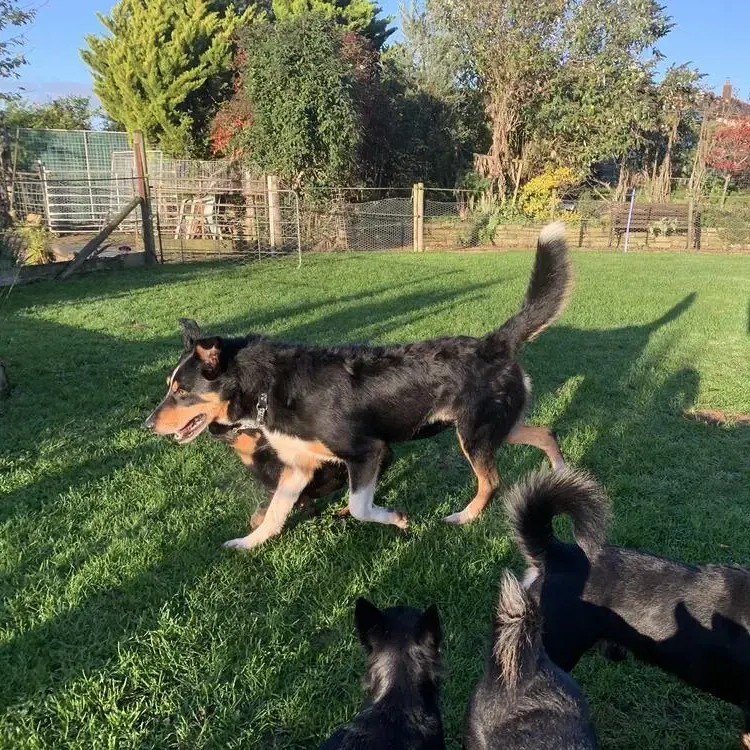 Lancashire Heeler