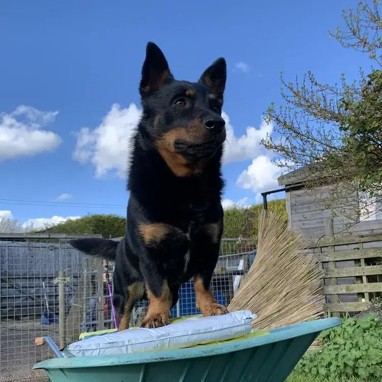 Lancashire Heeler