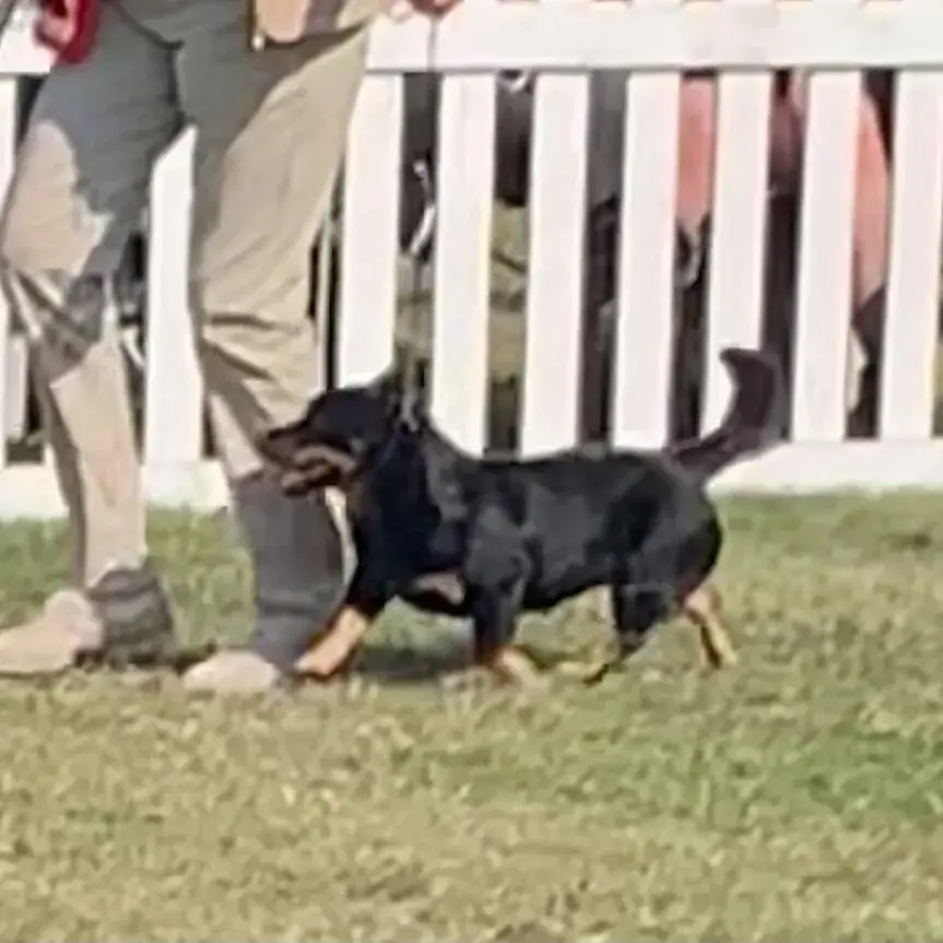 Lancashire Heeler