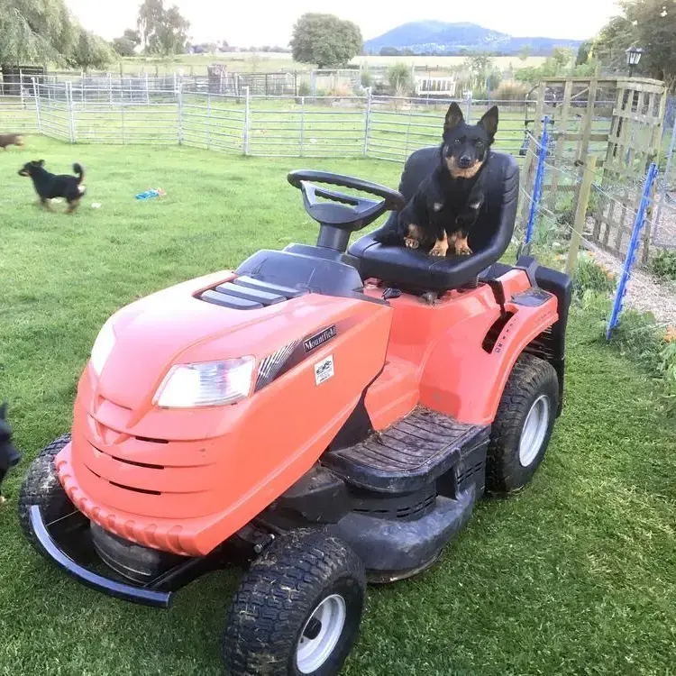 Lancashire Heeler