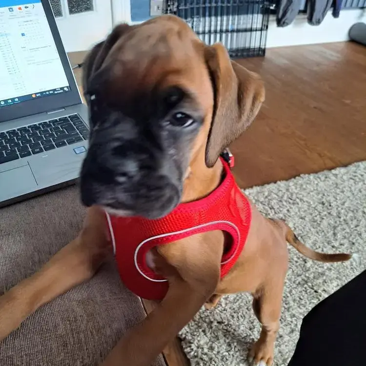 Boxer