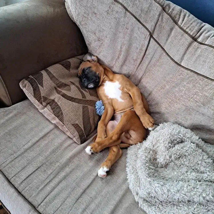 Boxer