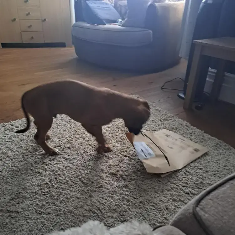 Boxer