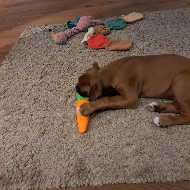 Boxer