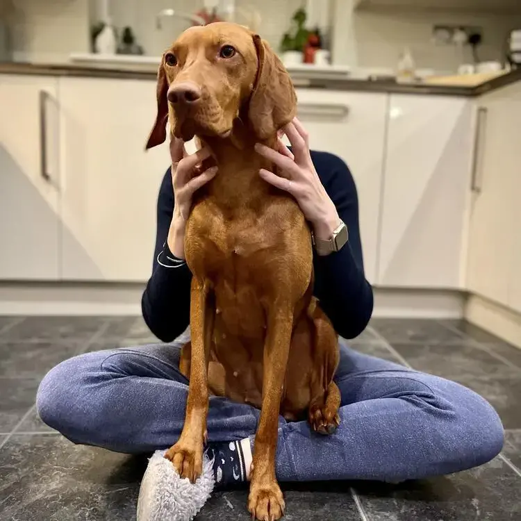 Hungarian Vizsla