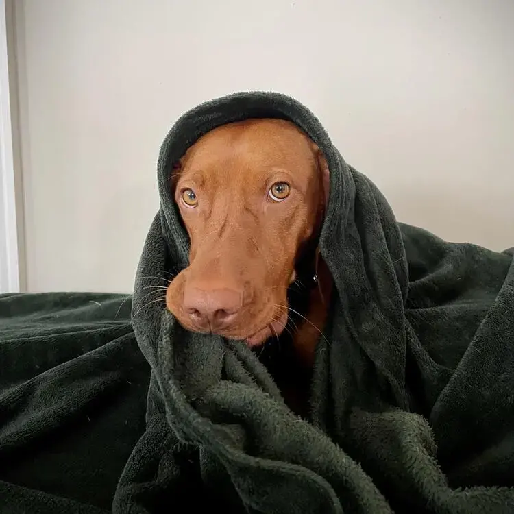 Hungarian Vizsla