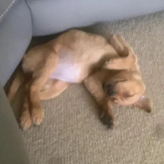 Labrador Retriever