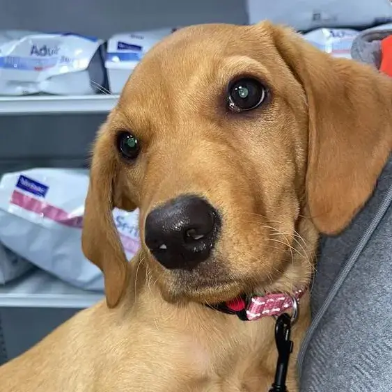 Labrador Retriever