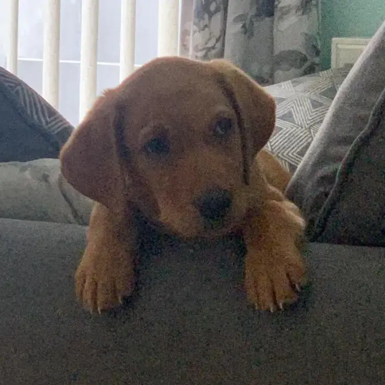 Labrador Retriever