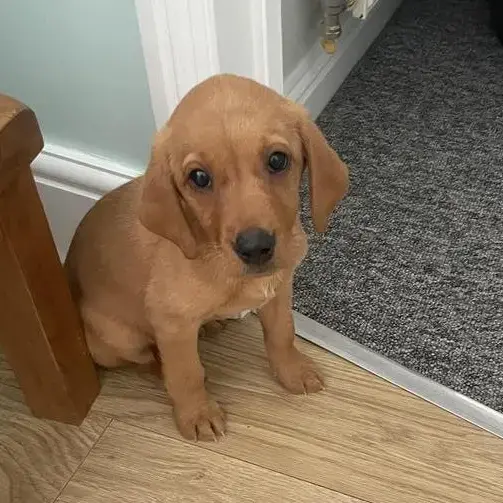 Labrador Retriever