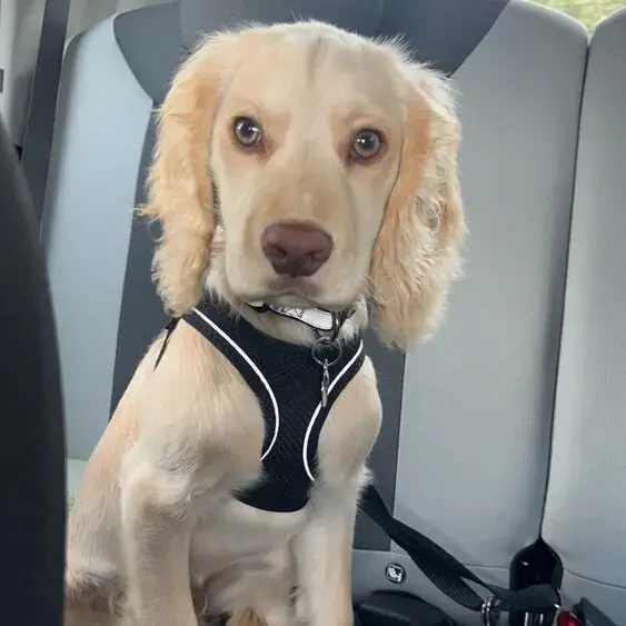 Cocker Spaniel (English)