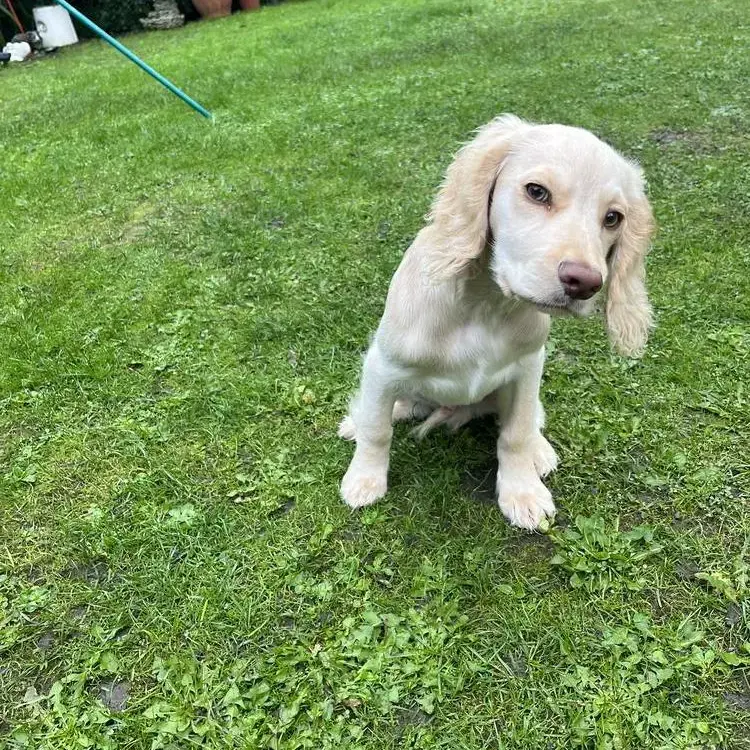 Cocker Spaniel (English)