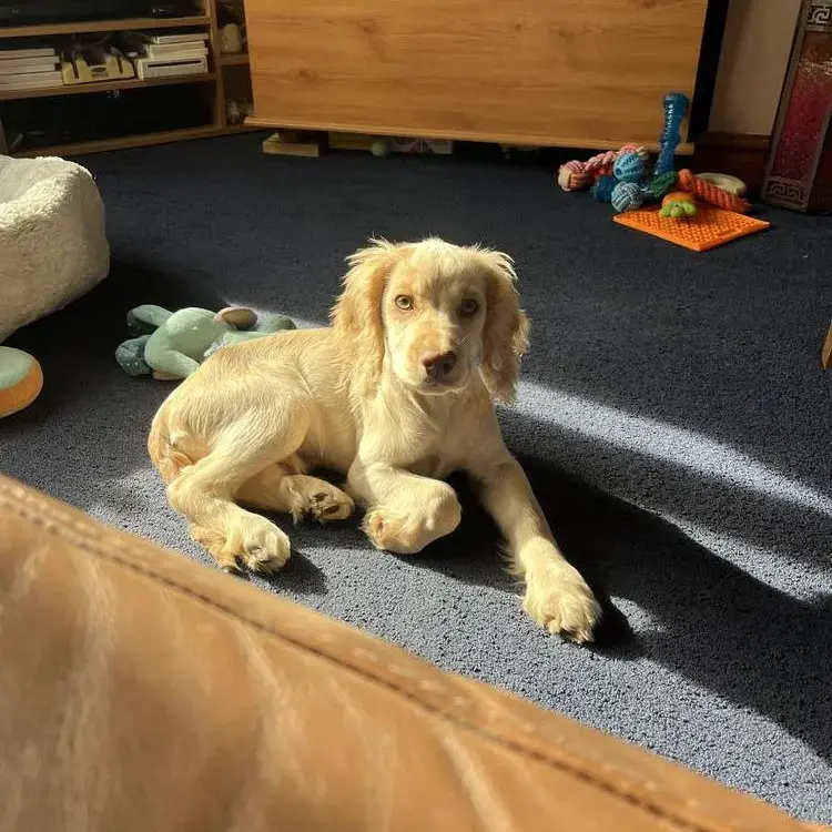 Cocker Spaniel (English)