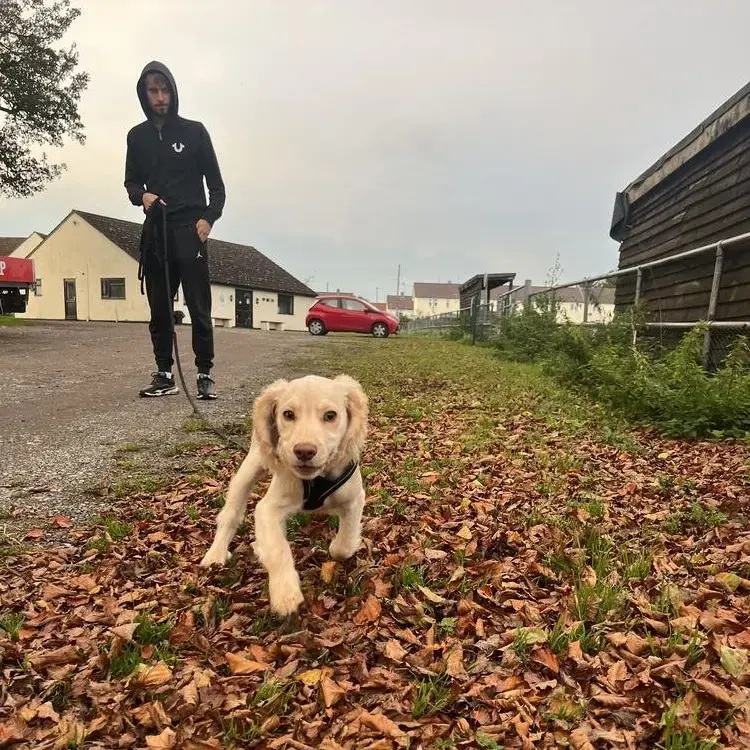 Cocker Spaniel (English)
