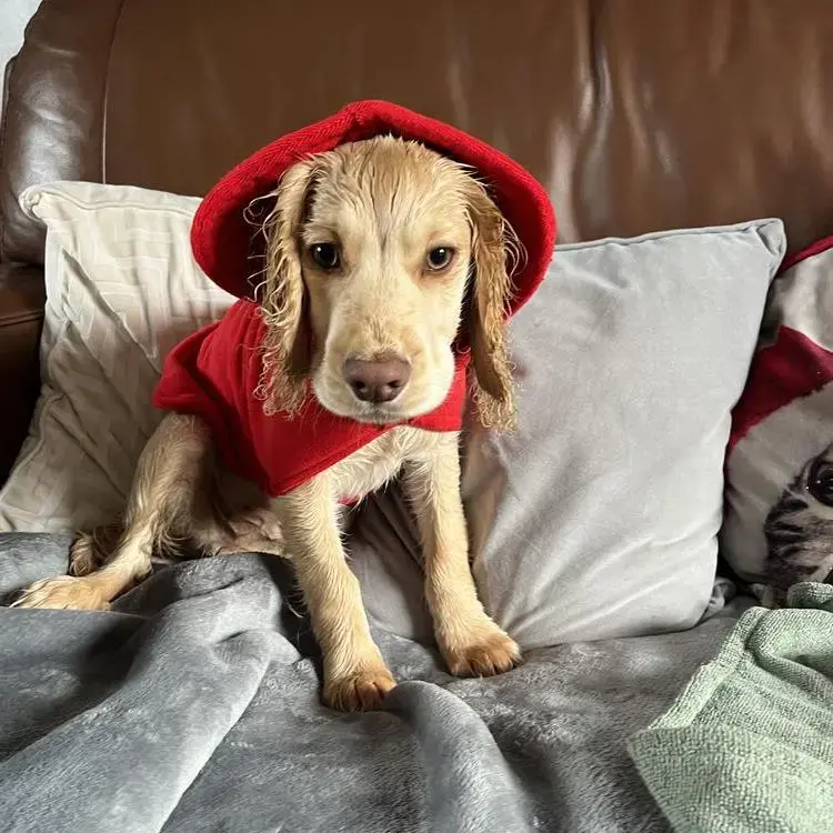 Cocker Spaniel (English)