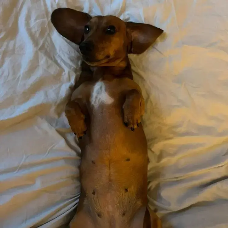 Dachshund (Miniature Smooth-Haired)