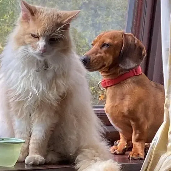 Dachshund (Miniature Smooth-Haired)