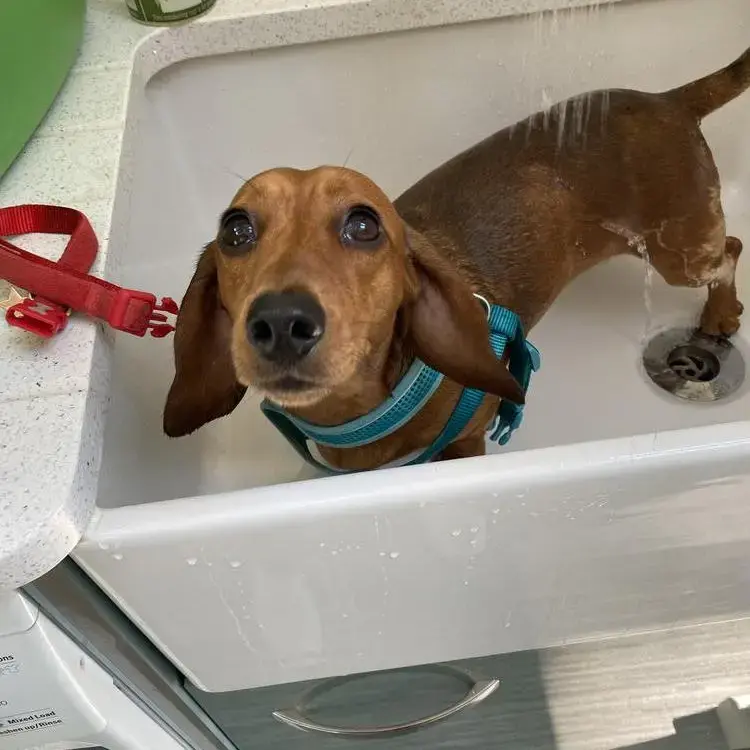 Dachshund (Miniature Smooth-Haired)