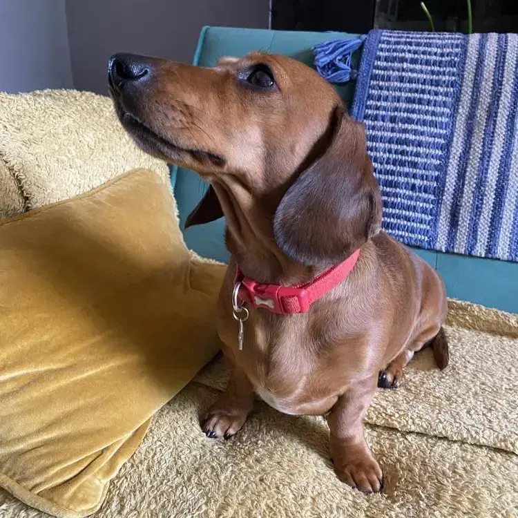 Dachshund (Miniature Smooth-Haired)