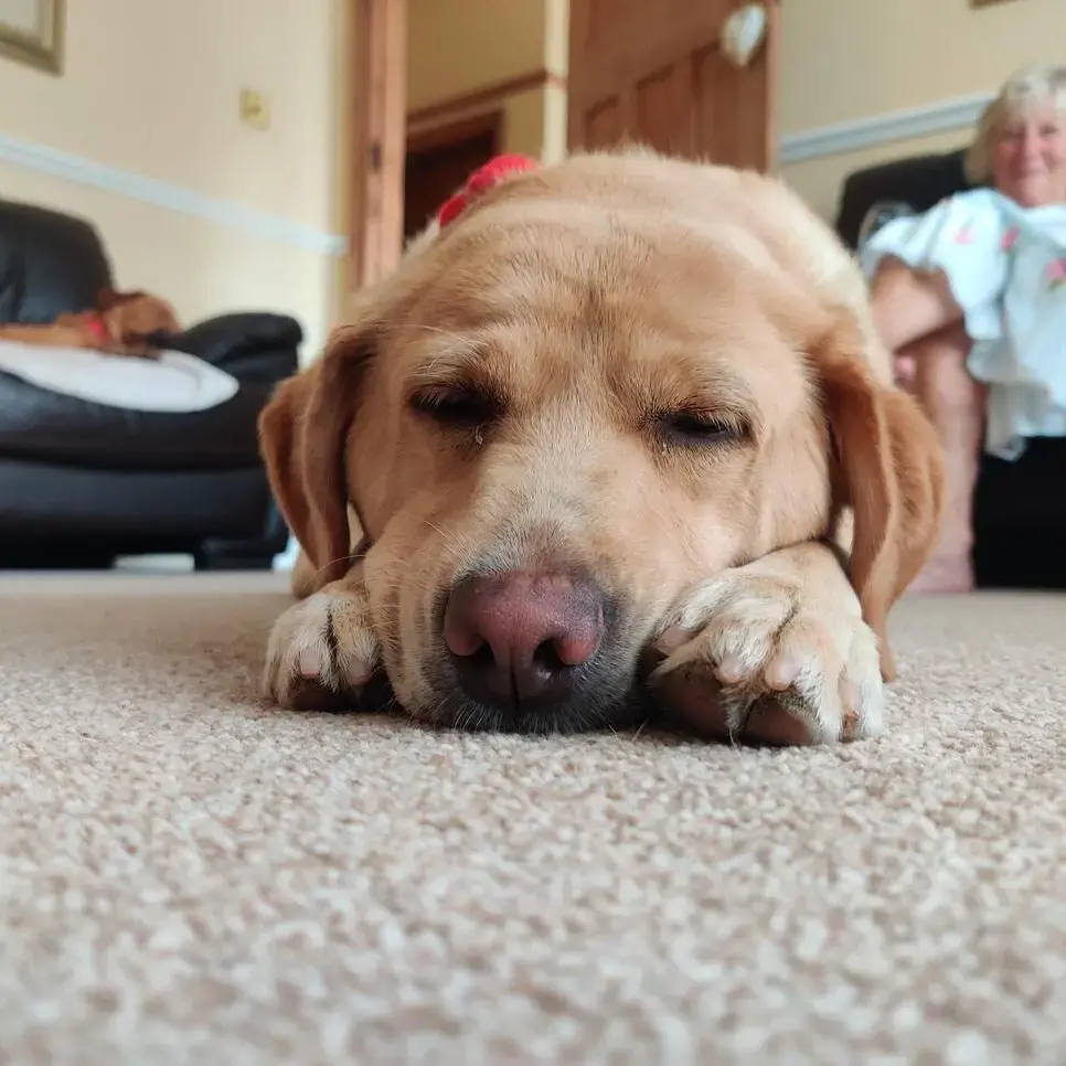 Labrador Retriever