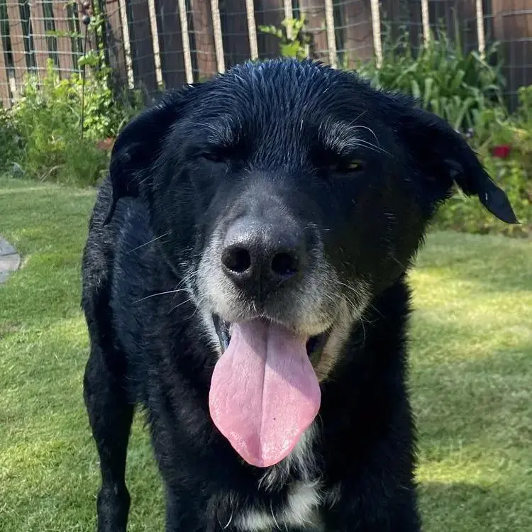 Border Collie