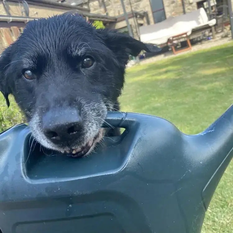 Border Collie