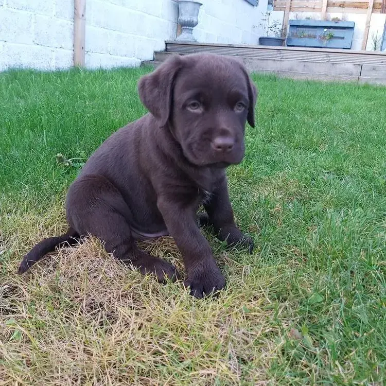 Labrador Retriever