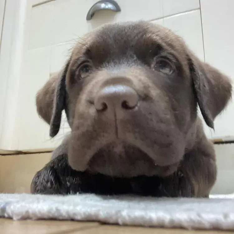 Labrador Retriever