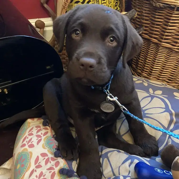 Labrador Retriever