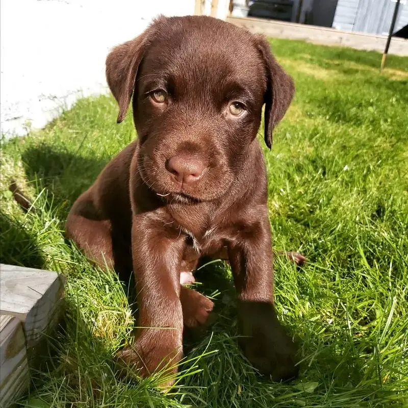 Labrador Retriever