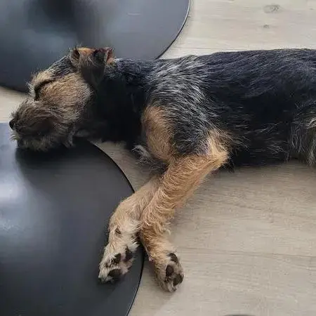Border Terrier