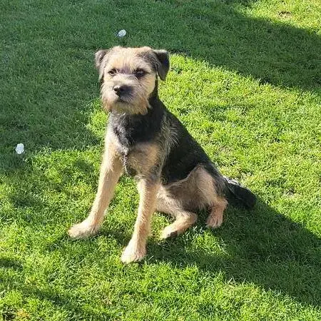 Border Terrier