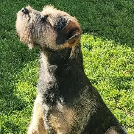 Border Terrier