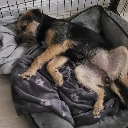 Border Terrier