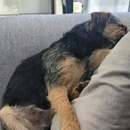 Border Terrier
