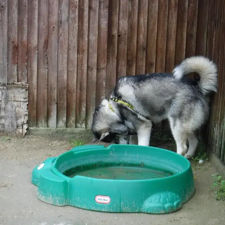 Siberian Husky