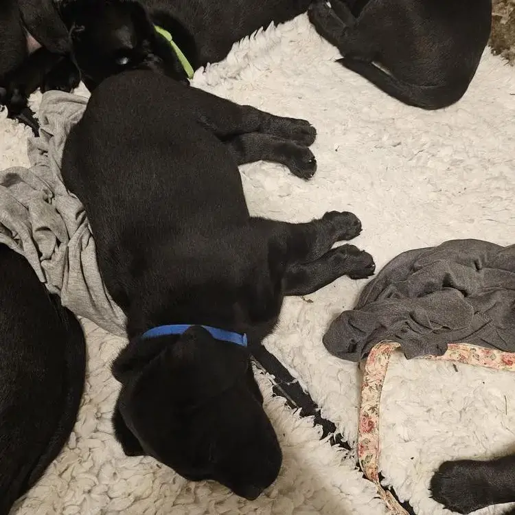 Labrador Retriever