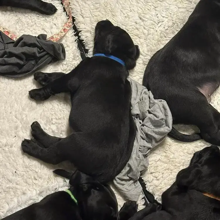 Labrador Retriever