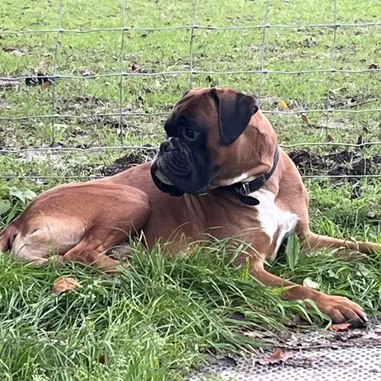 Boxer