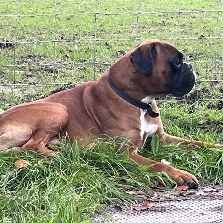 Boxer