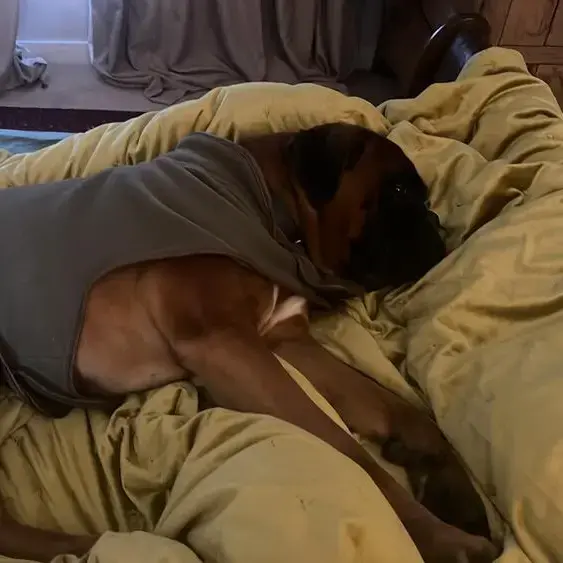 Boxer