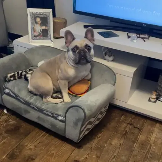 French Bulldog