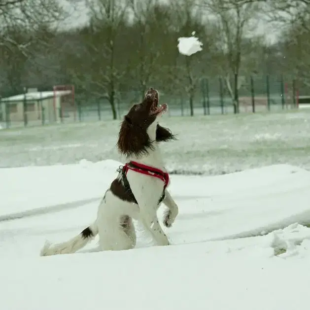 English Springer Spaniel