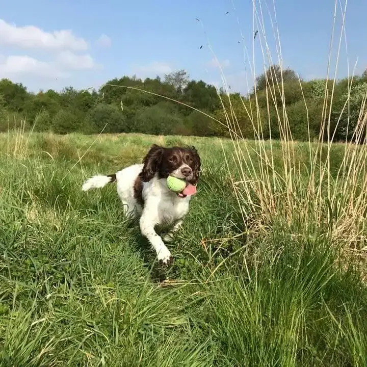 English Springer Spaniel