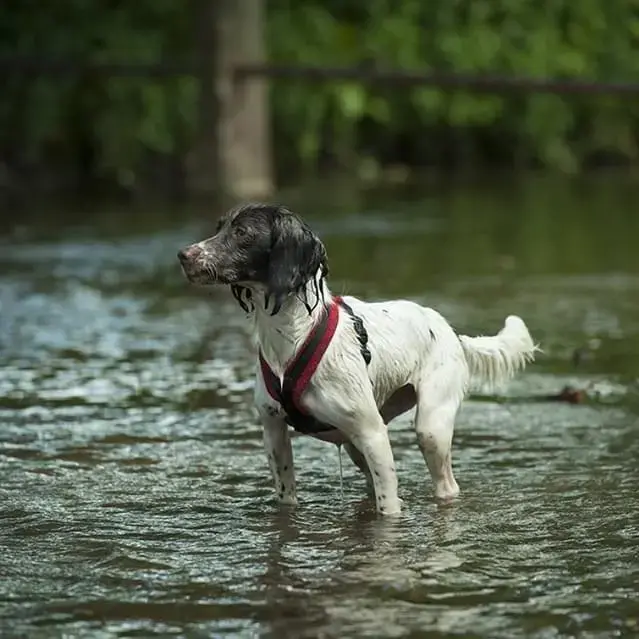 English Springer Spaniel