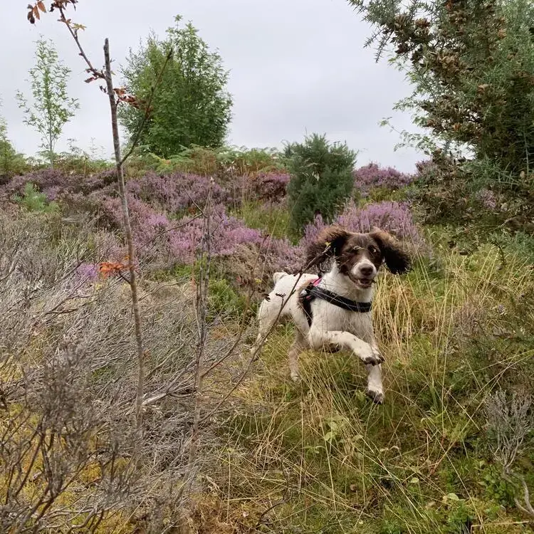 English Springer Spaniel