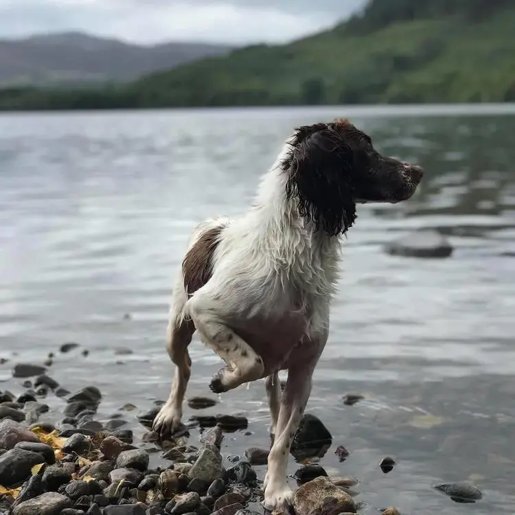 English Springer Spaniel