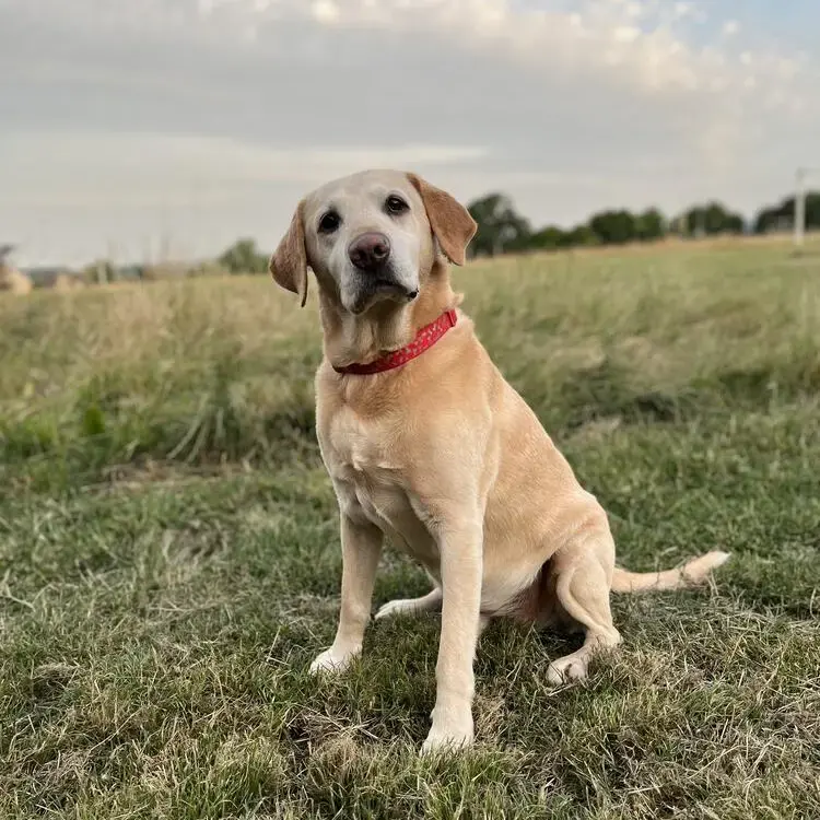 Labrador Retriever