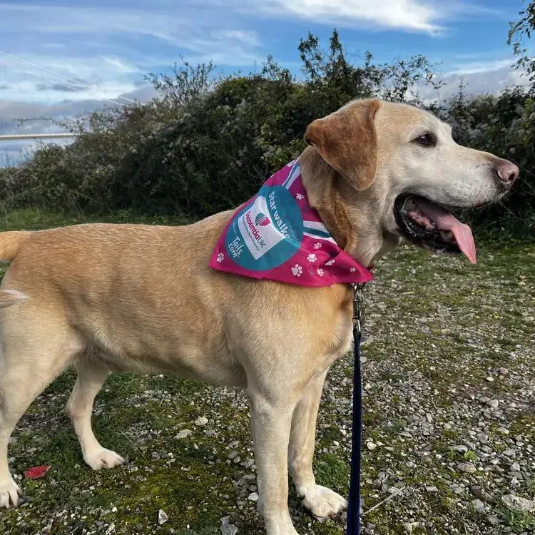 Labrador Retriever